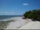 Mangrove Shoreline